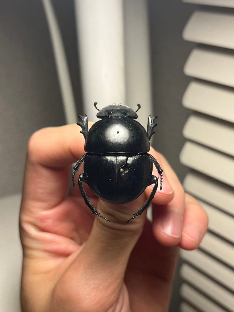 【35mm】ピンポンタマオシコガネ 飛べないフンコロガシ オオニジダイコクコガネ