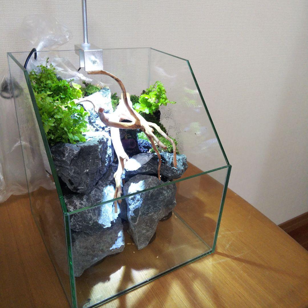 【完成品】 苔テラリウム 苔ボトル ホソバオキナゴケ　アクアテラリウム