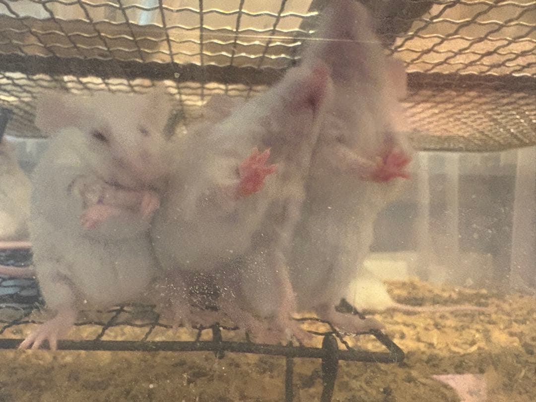 冷凍マウス　50匹　ML