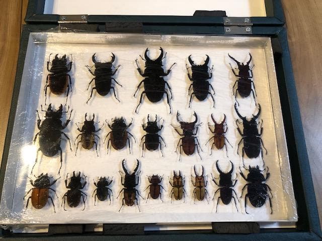 クワガタ標本