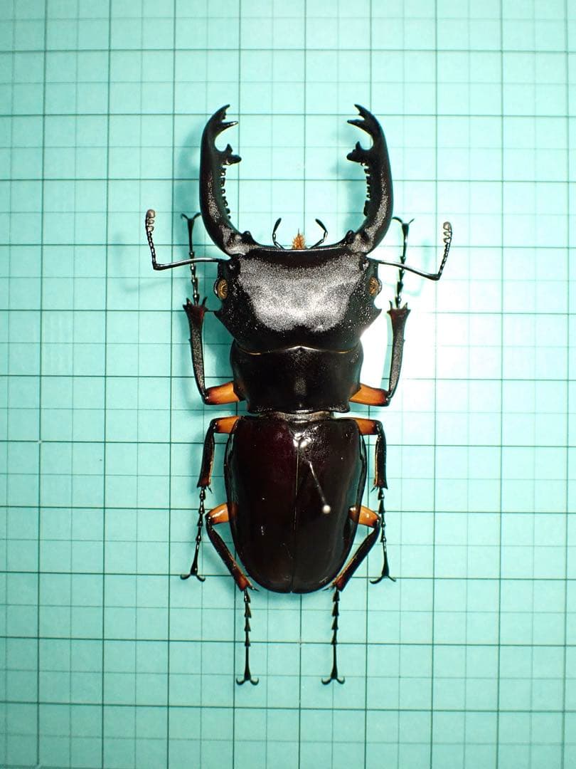 【標本】インペリアリスツヤクワガタ　パラワン島産　69.1ミリ　野外品