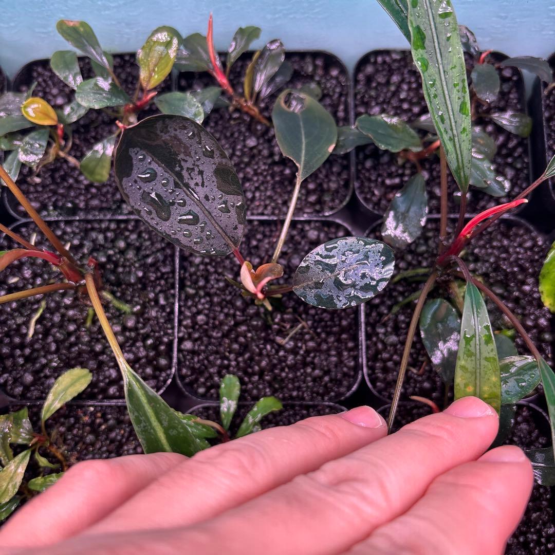 ブセファランドラ Dark Afrika，dark paris 3株