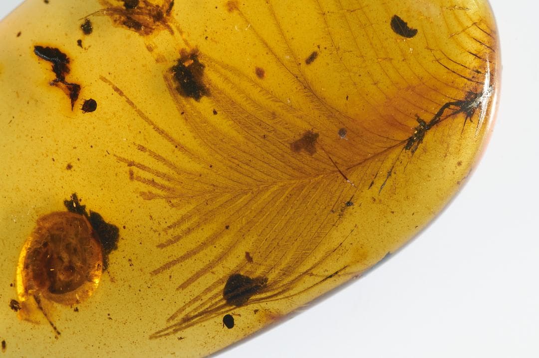 レア極上品 PA0009虫入り琥珀化石　ミャンマーカムティかタナイ9900万年前