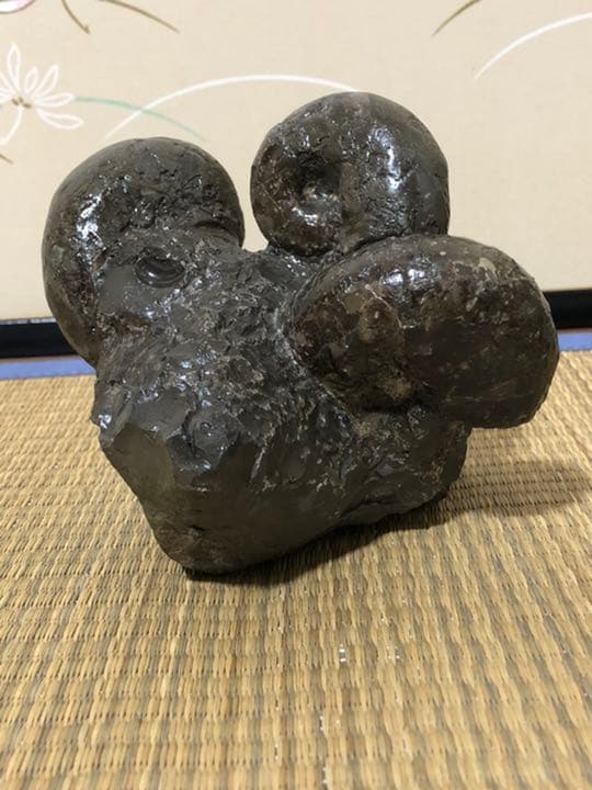 アンモナイトの化石