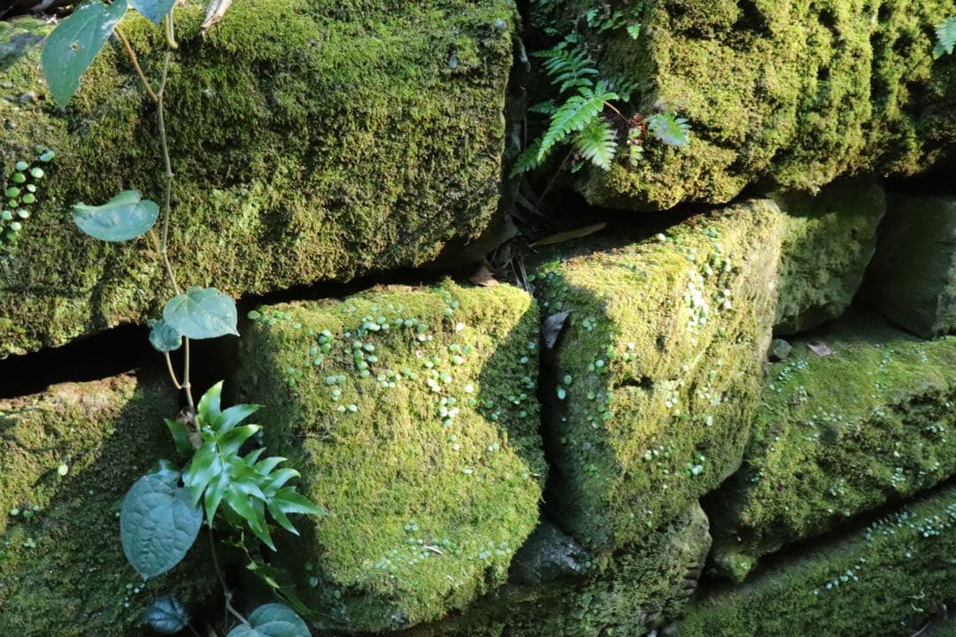 Canon EOS 9000D レンズ2本付き