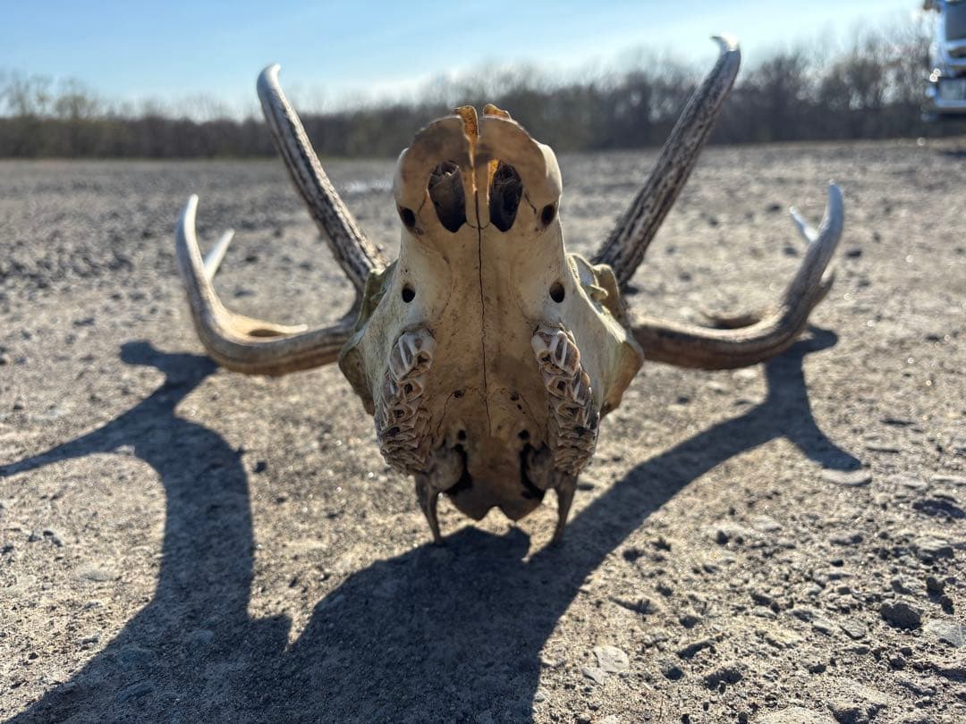 エゾシカの頭骨