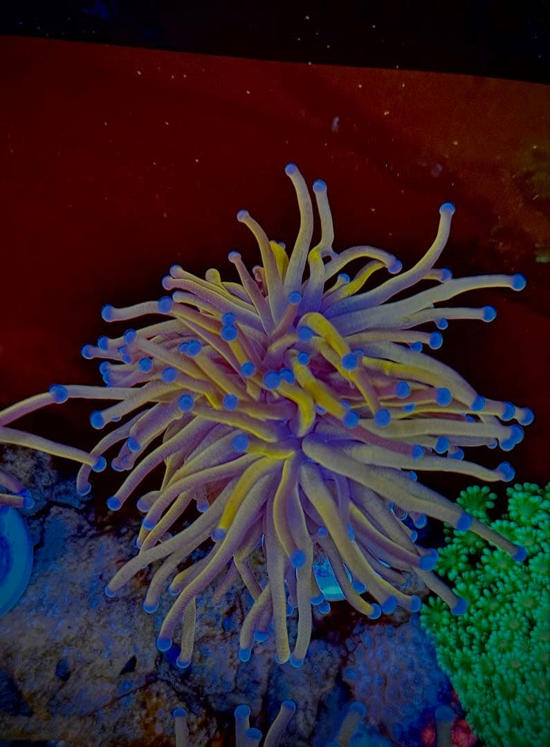 Gold tochi 1 へっど