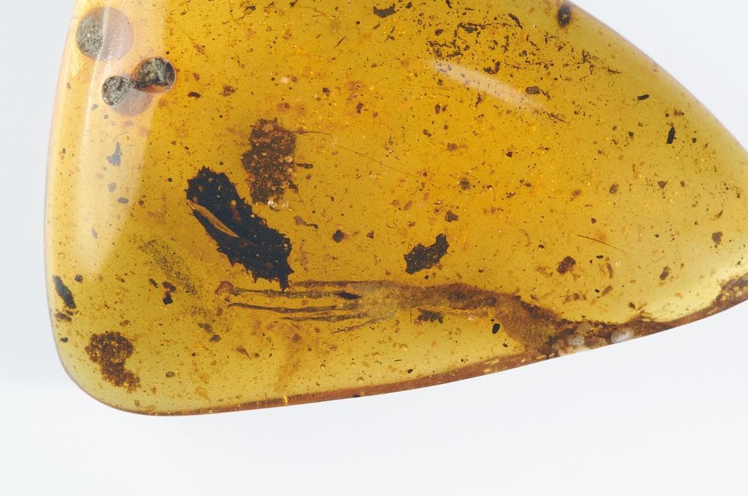 レア極上品 PA0083虫入り琥珀化石　ミャンマーカムティかタナイ9900万年前