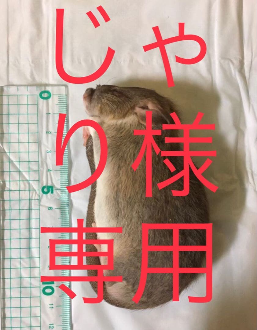 爬虫類・両生類のエサ ADLL30 SS20 SM30 ML30