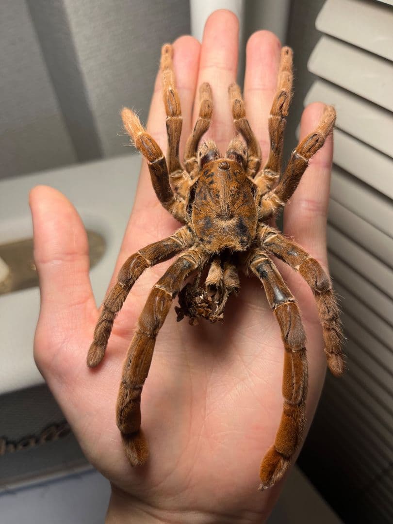 【阿州最大種】キングバブーンタランチュラの標本 LS16cm程ムカデセンチピード