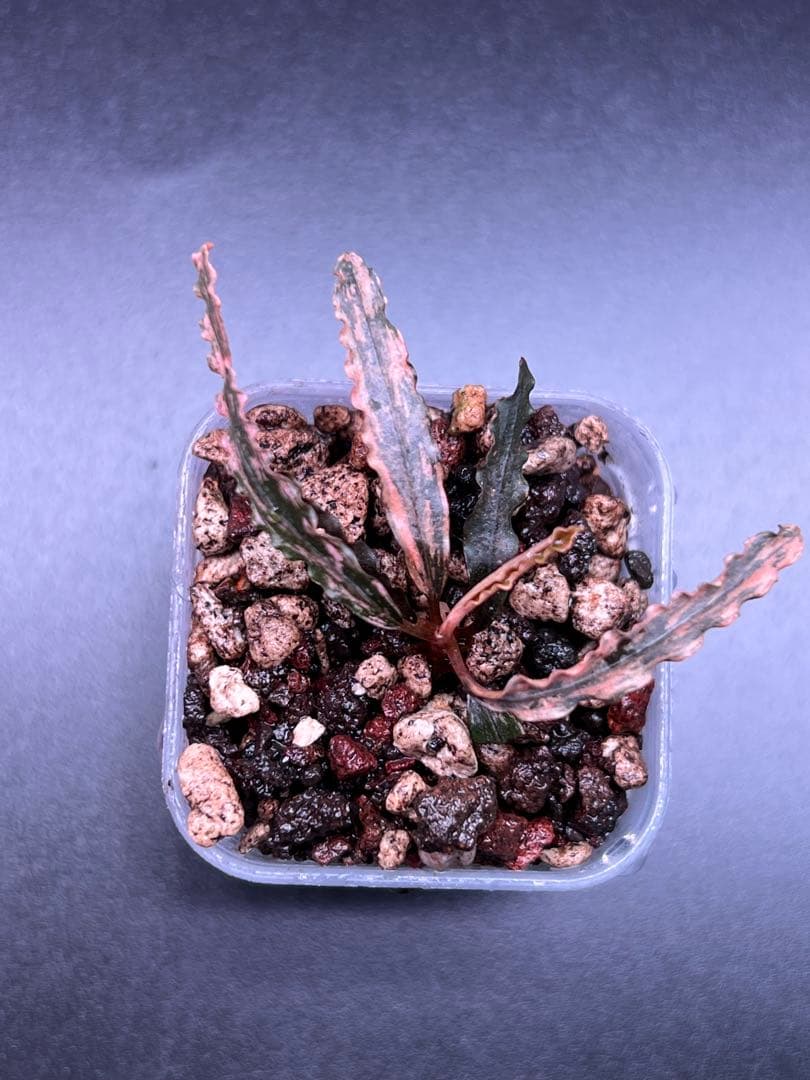 水草 Bucephalandra sp. Variegata Pink Medusa