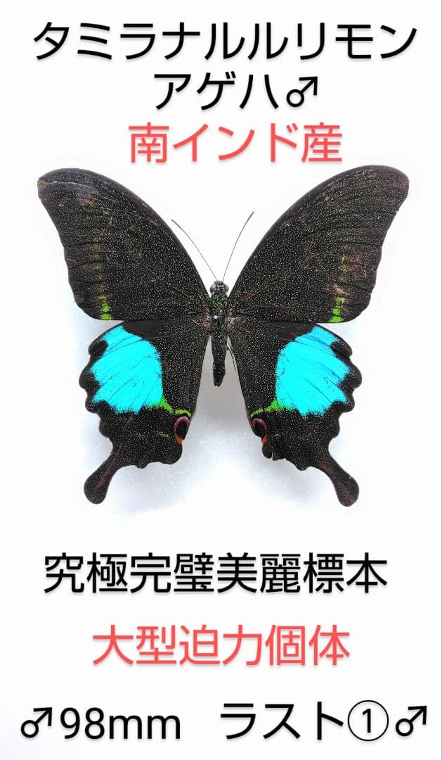 究極タミラナルルリモンアゲハ♂標本★南インド産★大型美麗98mm最後１♂
