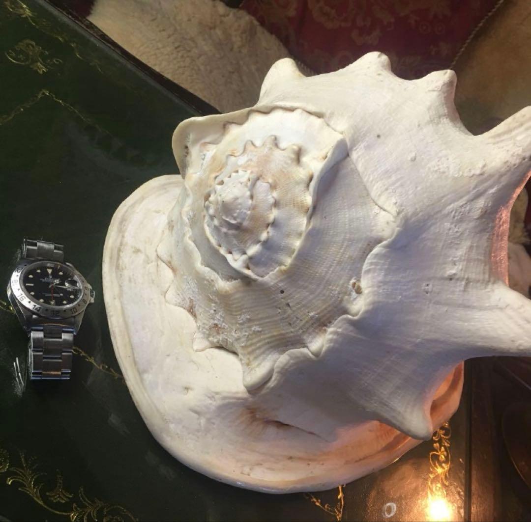 湯布院アンティーク 希少トウカムリカイ 310ｍｍ超特大標本 奄美大島産 カメオ