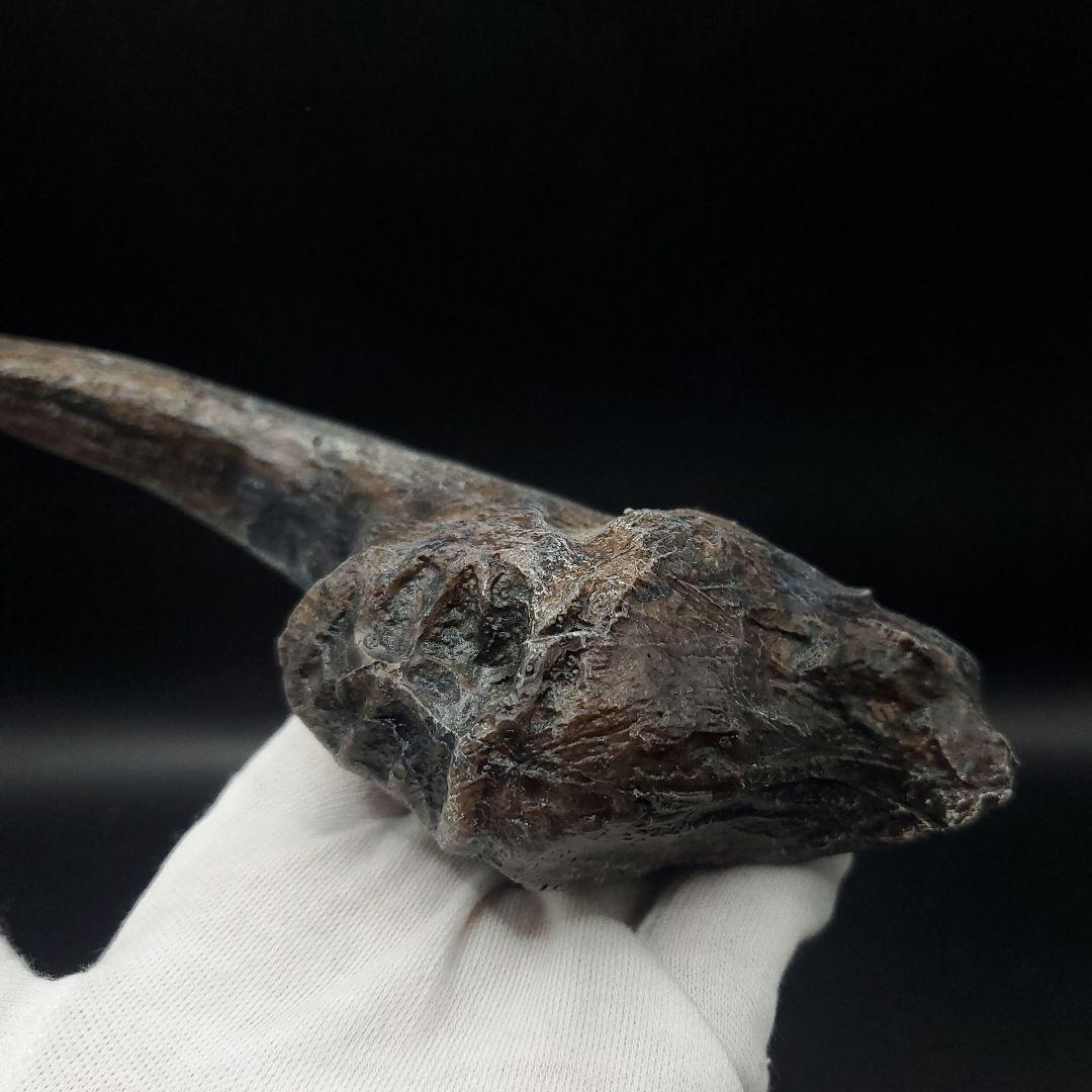 アロサウルス 爪 化石 レプリカ 約175,06mm  arr13