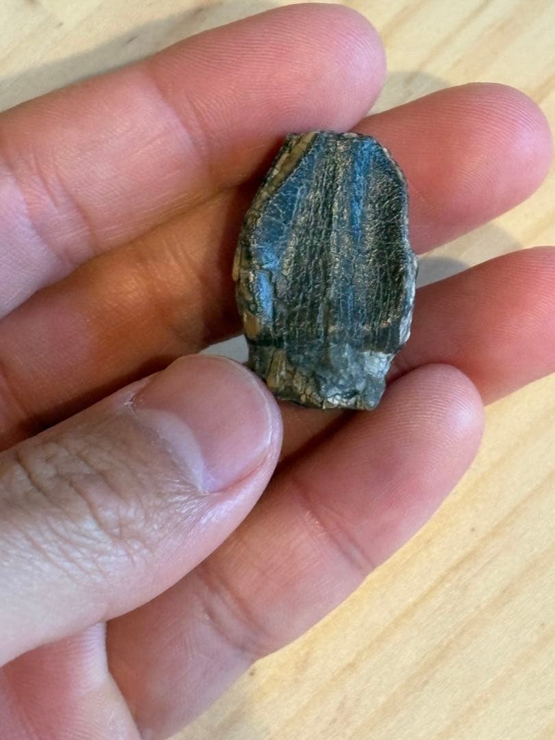 お買い得　ジョバリアの歯　化石　竜脚類