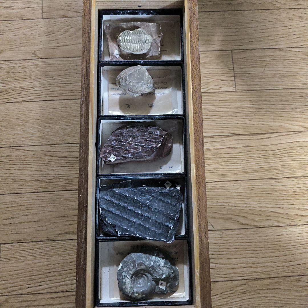 化石コレクション 6個セット 木製ケース付き