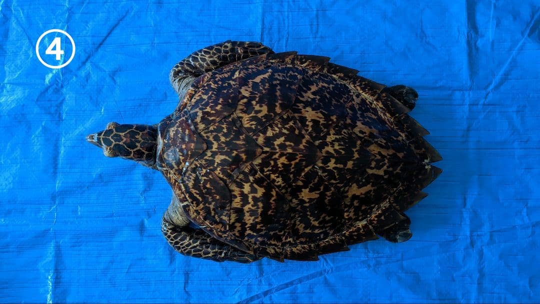 ④うみがめ〚タイマイ〛の剥製　 　壁掛けフックつき