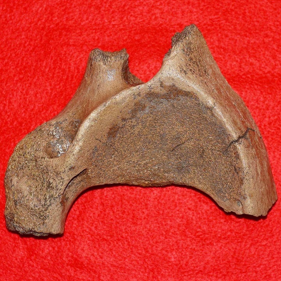 ハンガリー産 メリジオナリスゾウの環椎骨化石