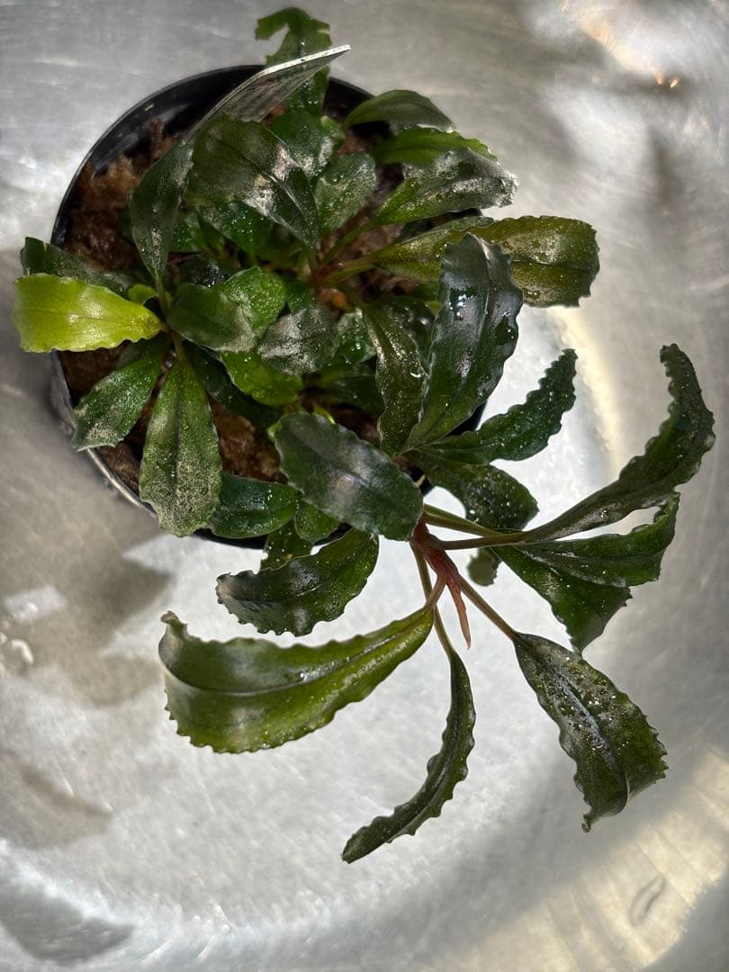 水草 Bucephalandra sp.brownieGhost bukit biru