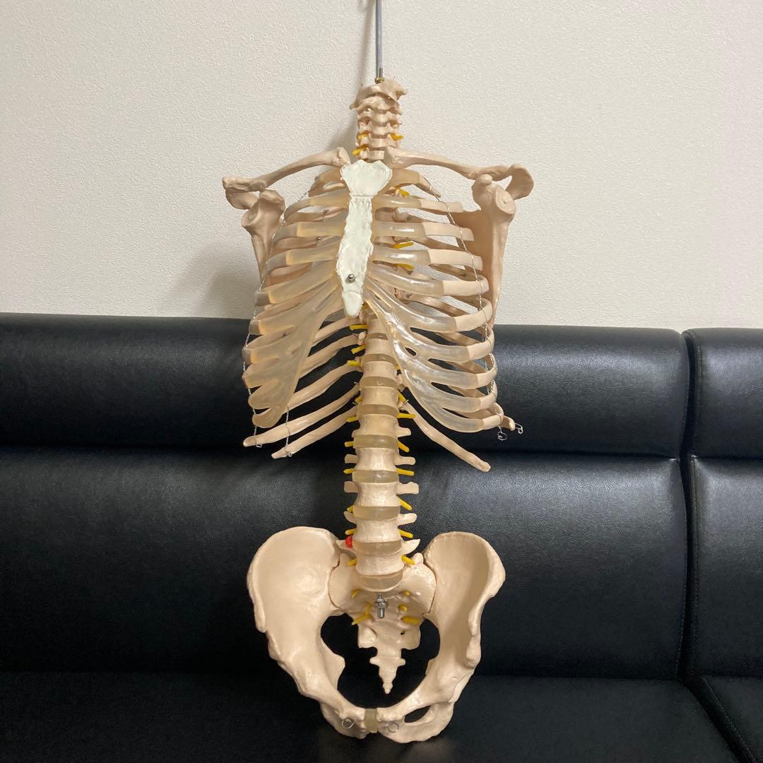 人体模型 骨格モデル 約80cm！カイロ！整体！ エステ！オステ！鍼灸！医療！