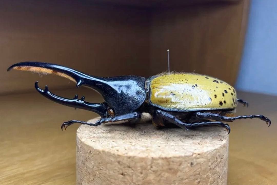 モリシマイ　ヘラクレス　標本　115ミリ