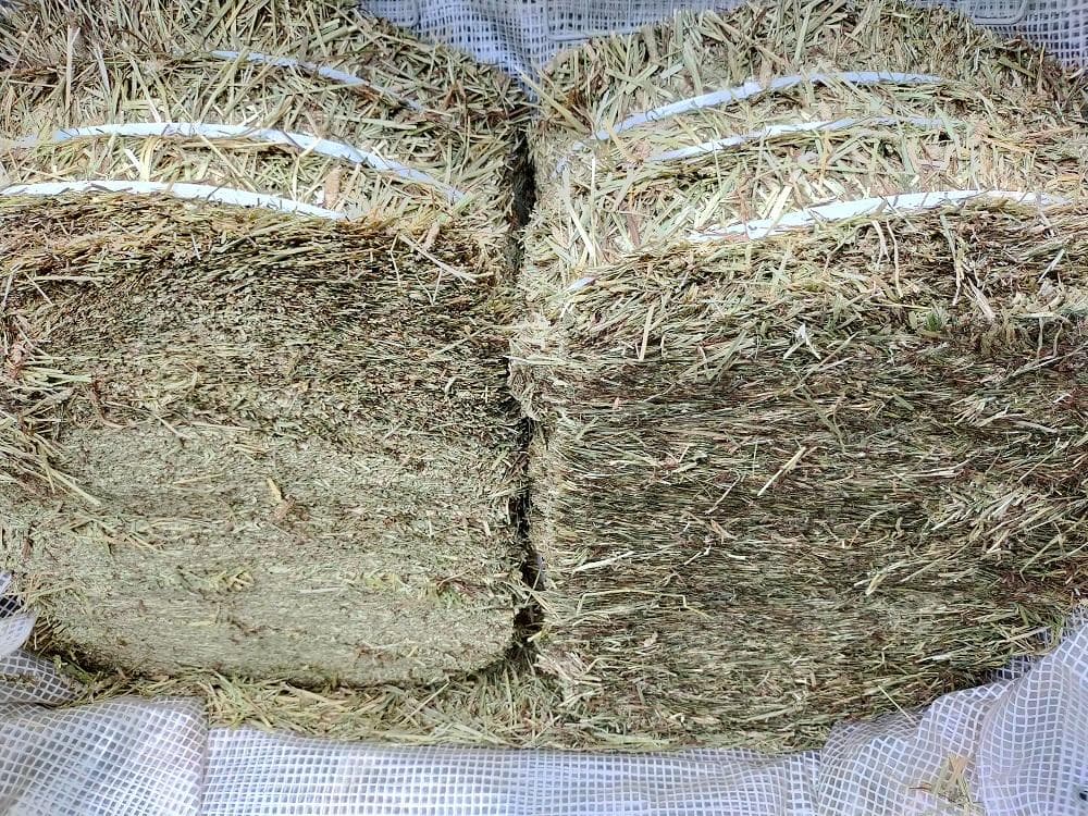 【12/30まで】 カナダ産 チモシー 50kg スーパープレミアム １番刈り