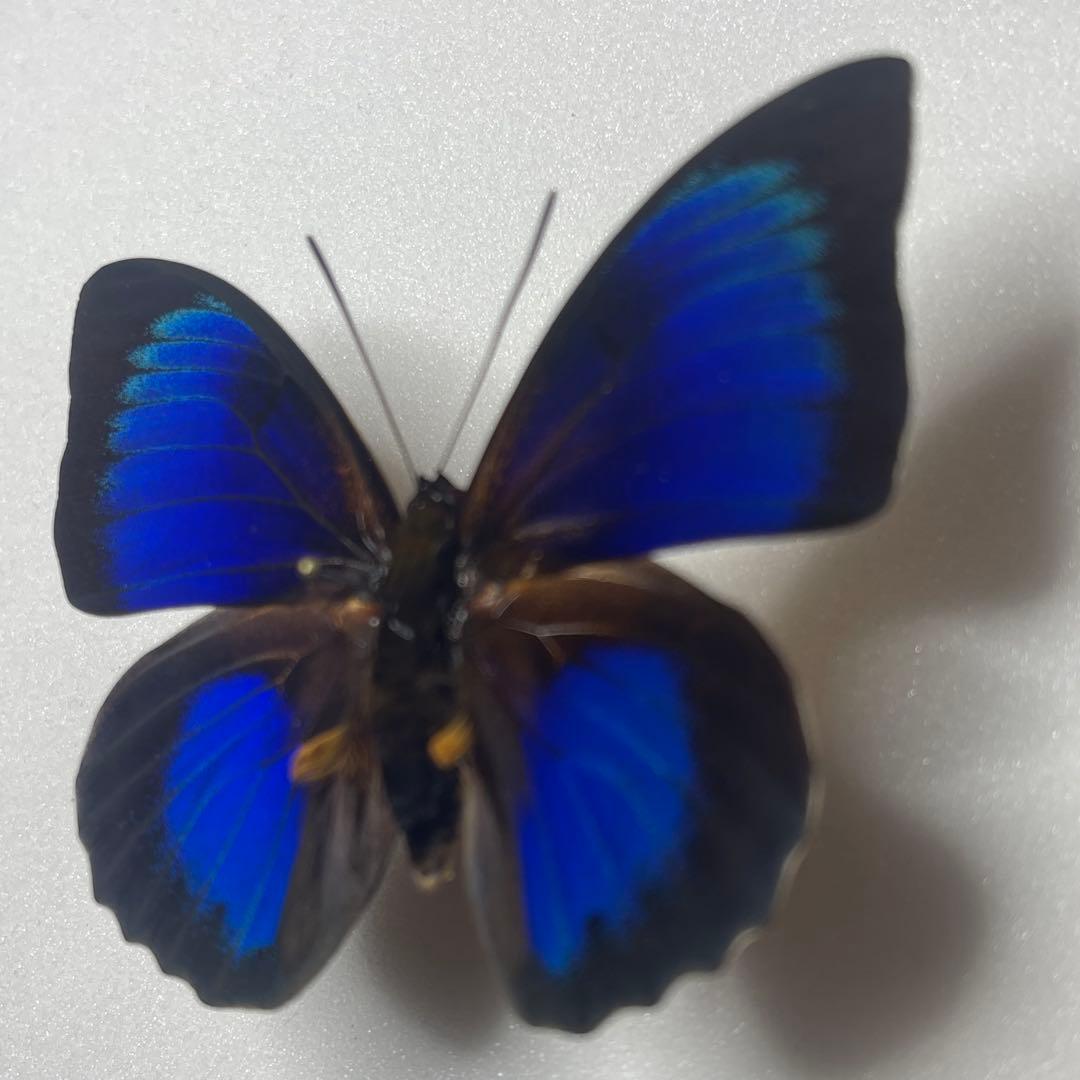 Agrias Prepona Hybridオス