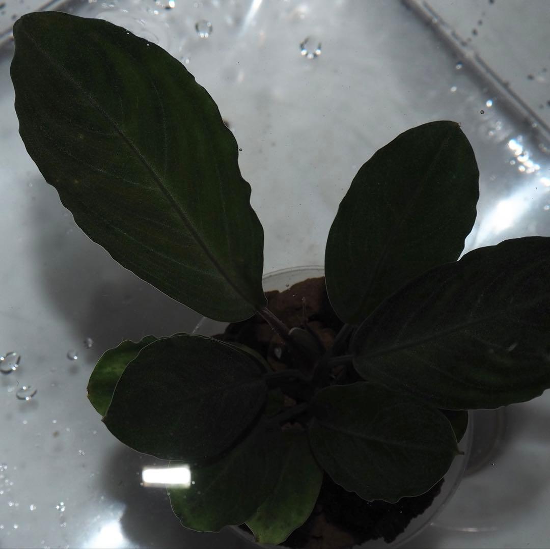 水草 Bucephalandra sp.Pearl gray TB