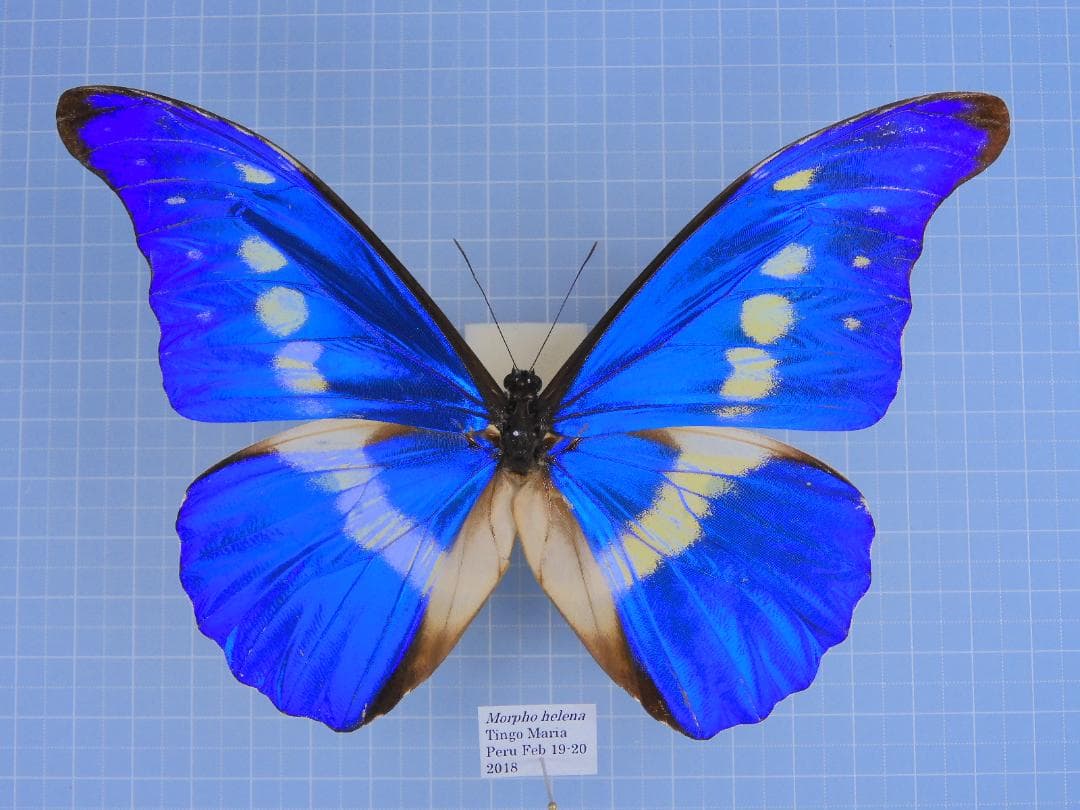 ヘレナモルフォ　139mm