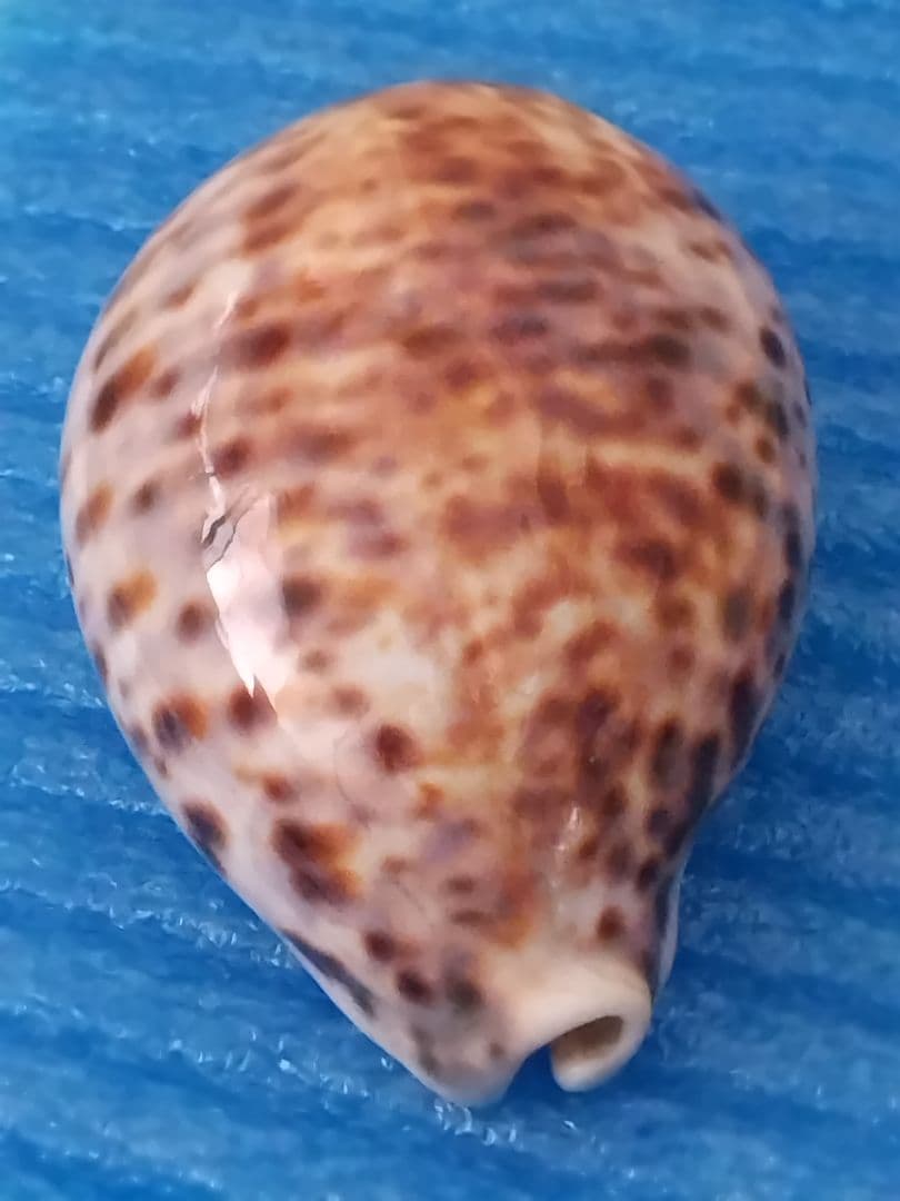 貝殻 105mm ハワイホシダカラ タカラガイ科