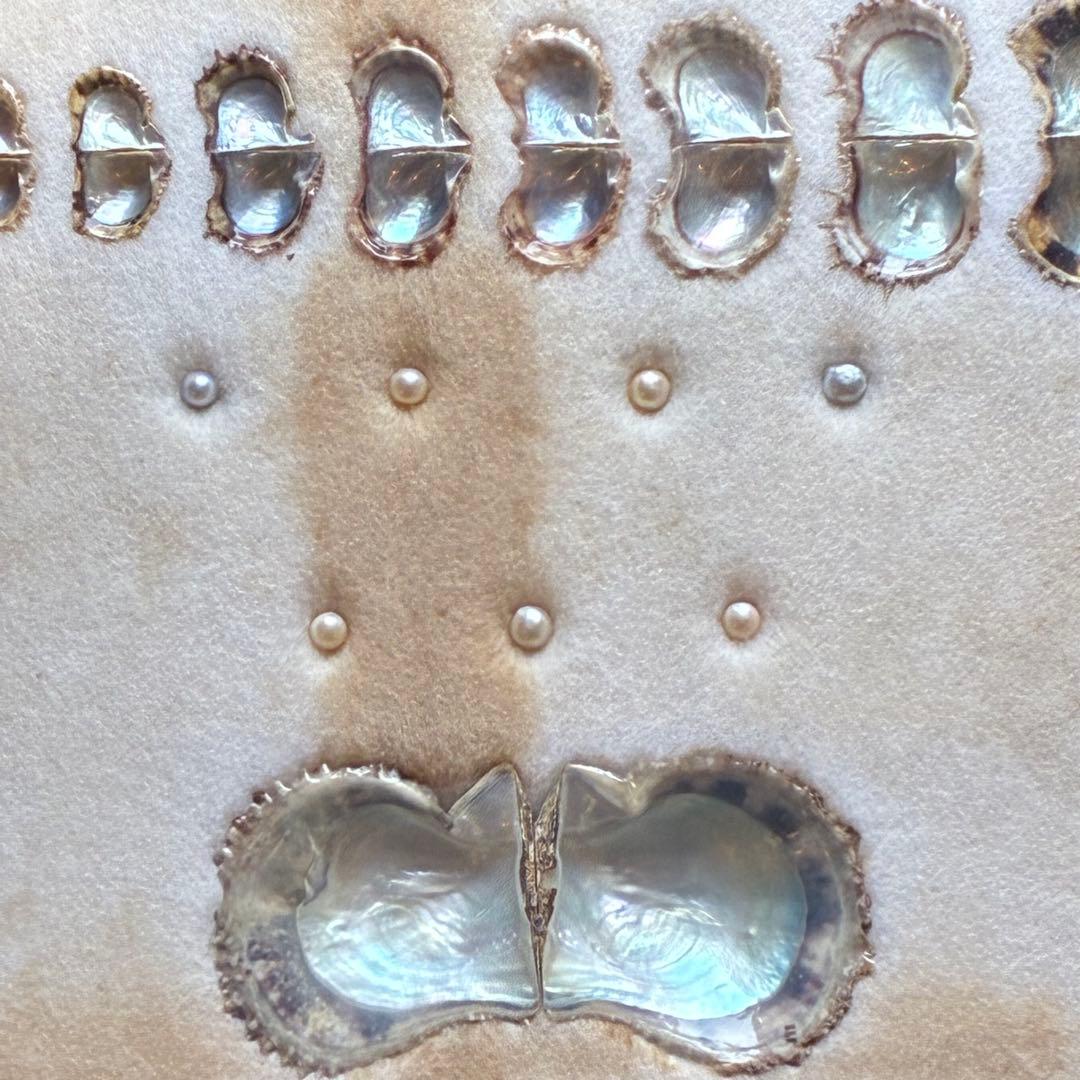 真珠貝　真珠　パール　ツインパール　標本　インテリアアンティーク