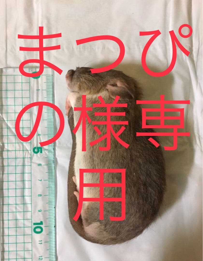 爬虫類・両生類のエサ SM20 M10