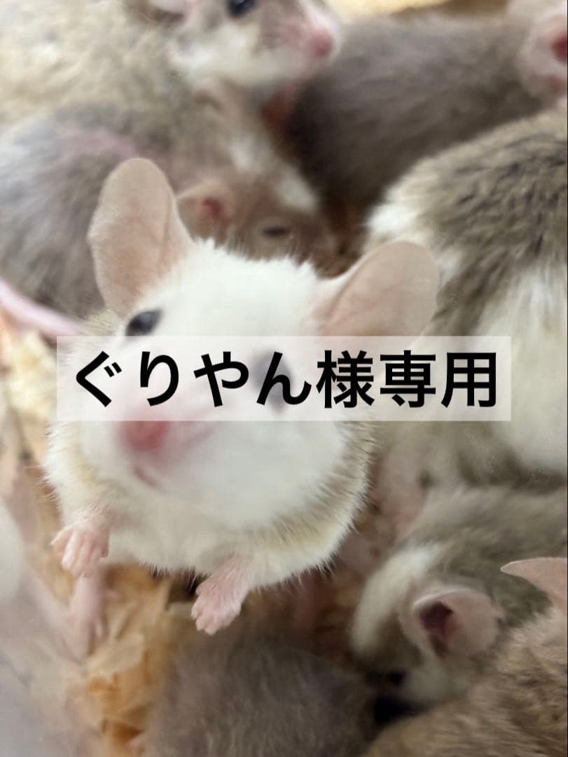 冷凍ヤワゲネズミ