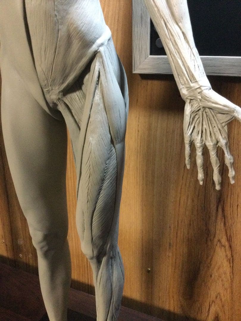 AnatomyTools アナトミーフィギュア　女性　1/3