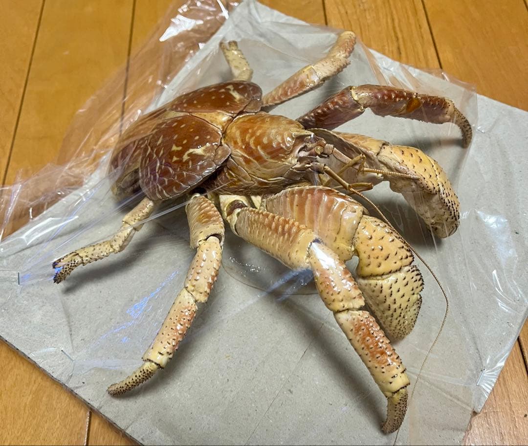 【現地土産品】ヤシガニ 剥製 標本 巨大