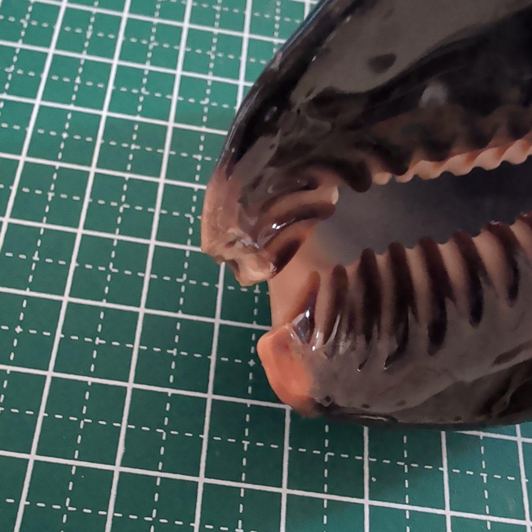 ハチジョウダカラ　７