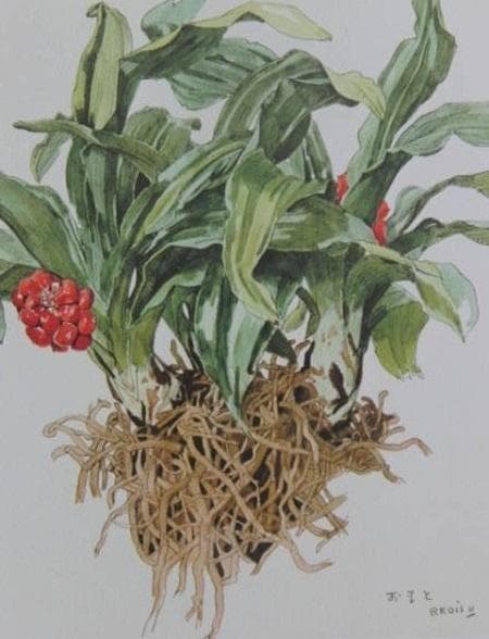 小磯良平/植物画・オオバナセツコク/サイン入り/額付