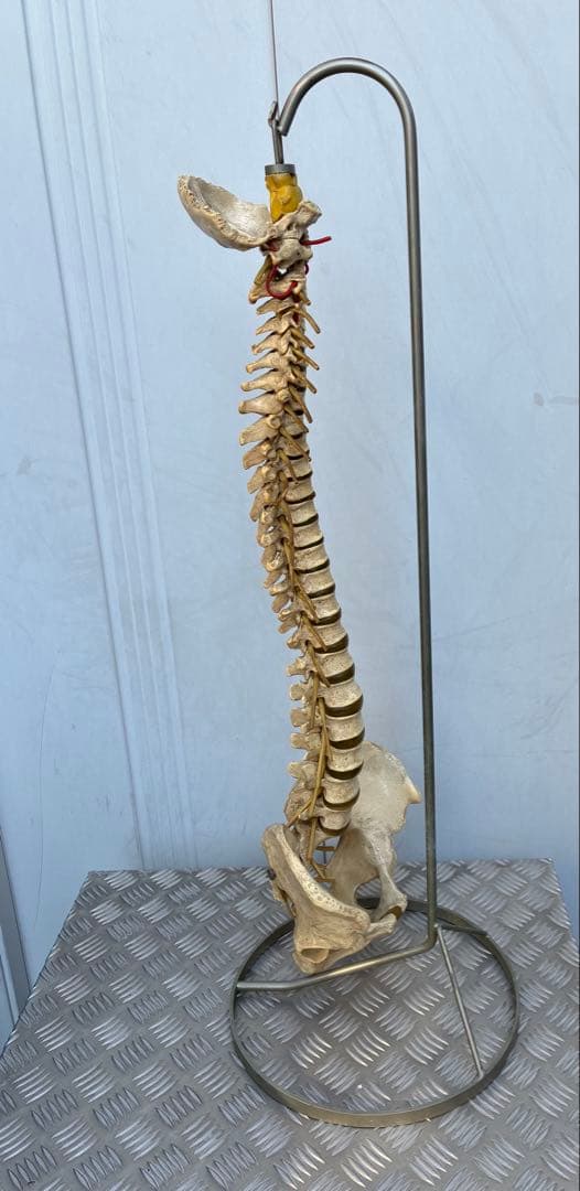 脊椎模型 約90cm