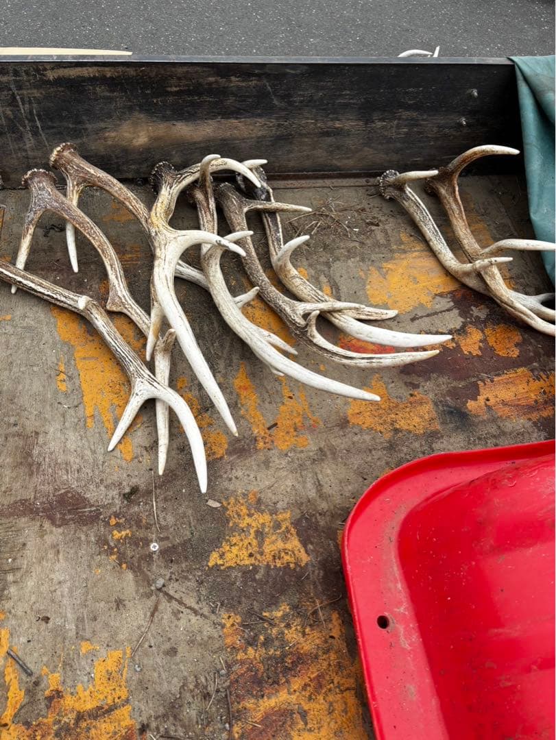 鹿の角 複数セット 自然乾燥済み