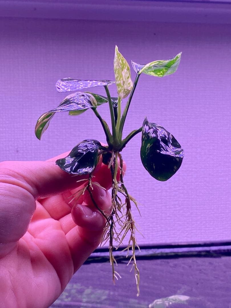 アヌピアス・バリエゲーテッド・キン　2株