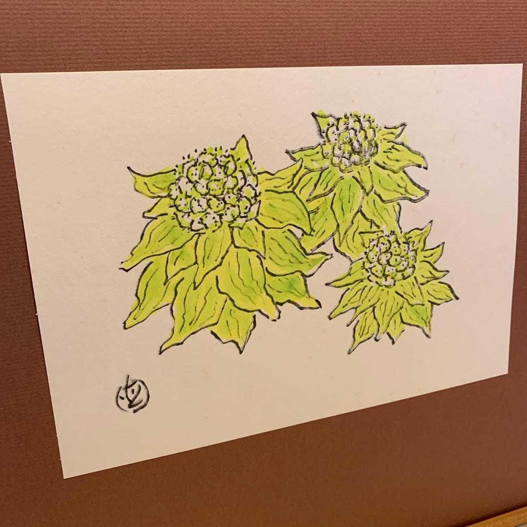 坂本直行　ふきのとう　水彩画　真作　六花亭　銘菓　貴重　北海道