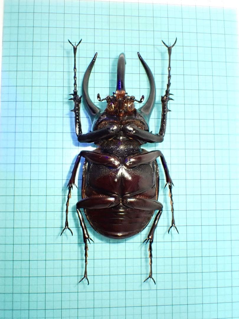 【標本】コーカサスオオカブト　マレーシア産　極太　117.5ミリ　飼育品