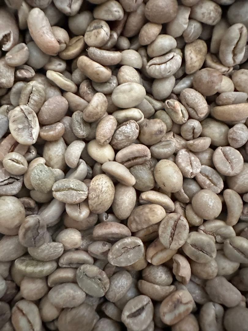 爆安!【コーヒー生豆】 ウガンダ/ロブスタ/カウェリエステート/ナチュラル8kg