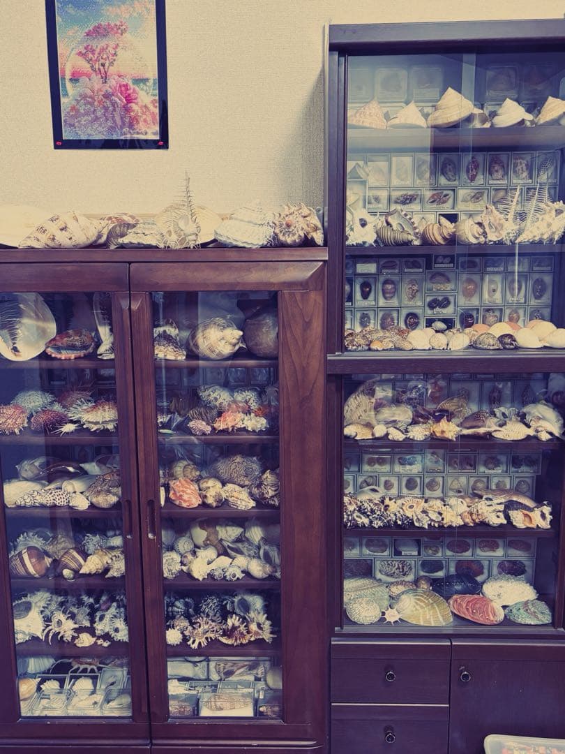 (特大) 蓋付きワダチバイ オホーツク海産　貝殻