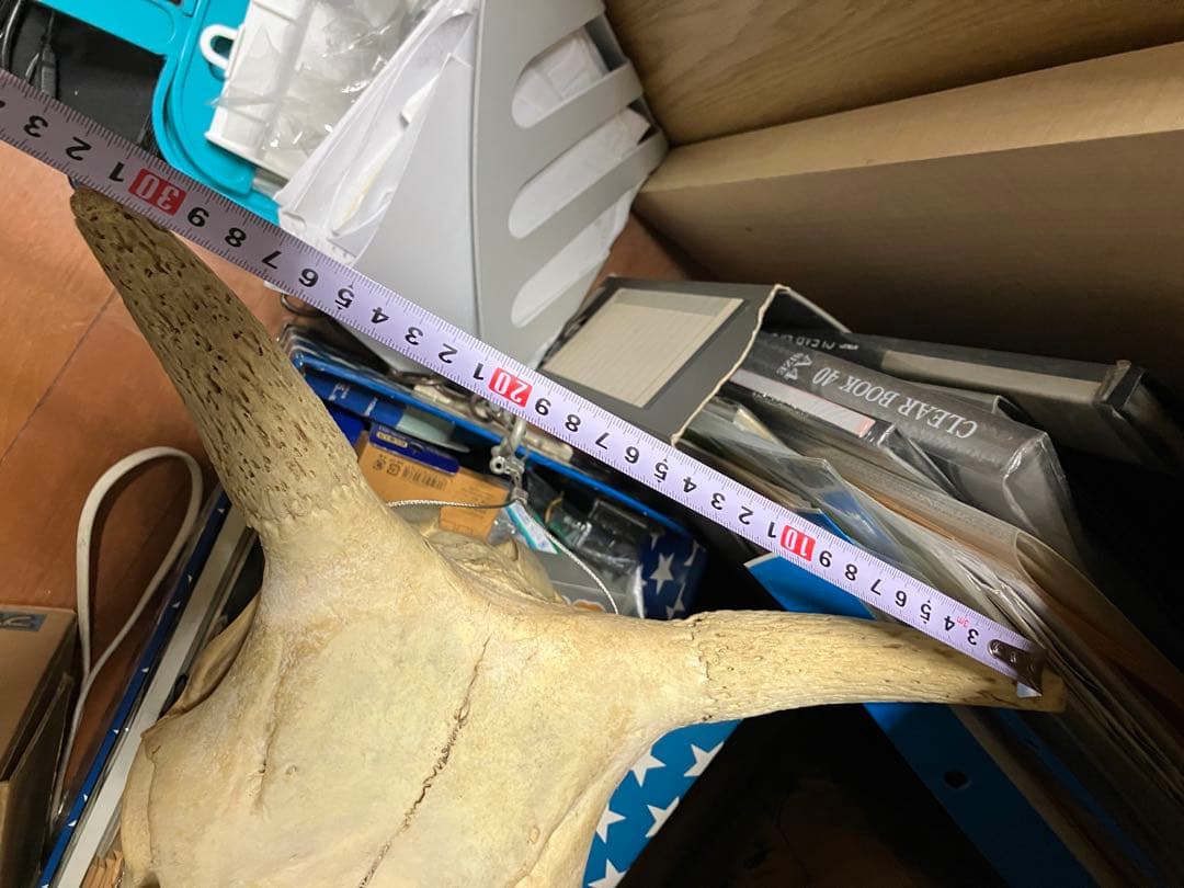 頭骨　頭蓋骨　ウシ　牛　種名 Bos taurus ※条約などには抵触しない種類