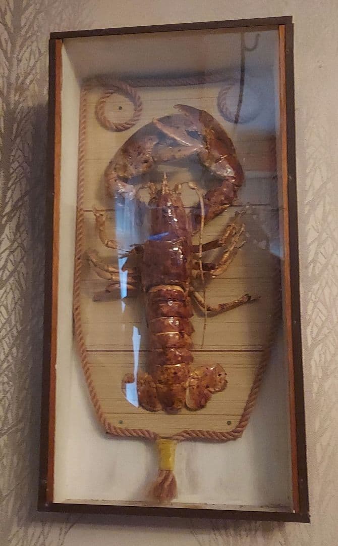 剥製　インテリア