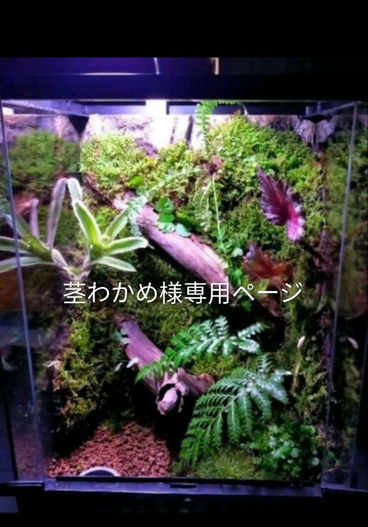 茎わかめページ