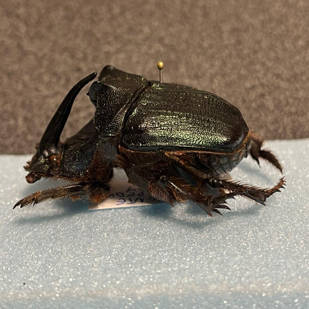 特大51㎜エンシフェルオオニジダイコクコガネ