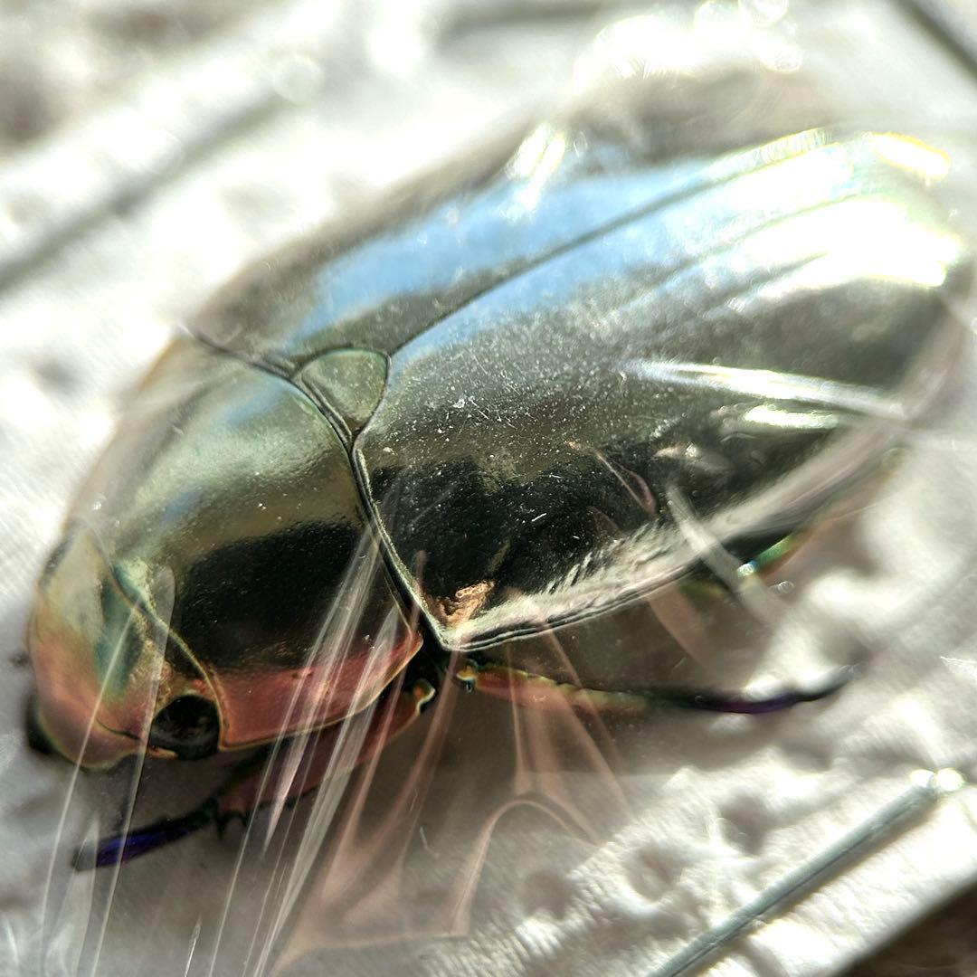 26009 クリサルギレアプラチナコガネ