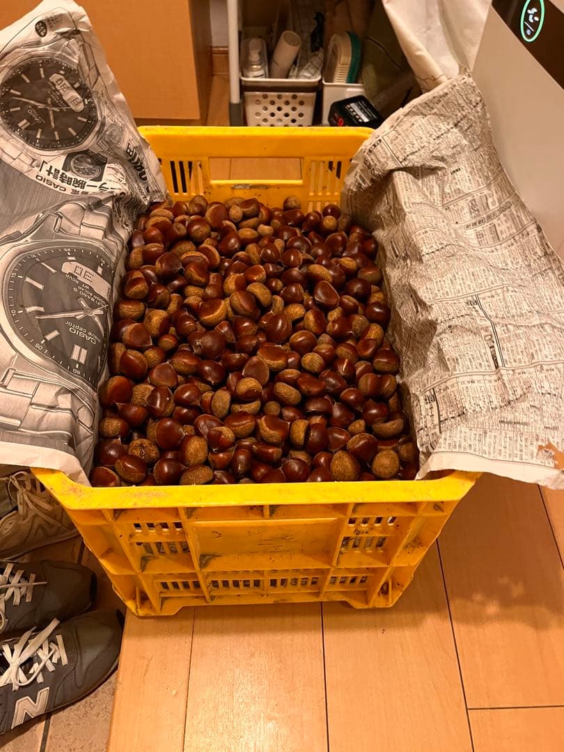 栗　サイズランダム